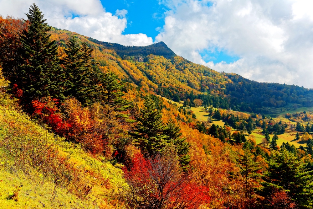 Shiga Kogen In Autumn