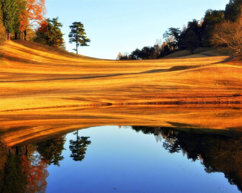 What kind of grass do they use on golf courses in Japan?