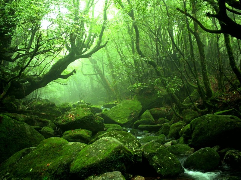 Yakushima forest with centuries old cedars