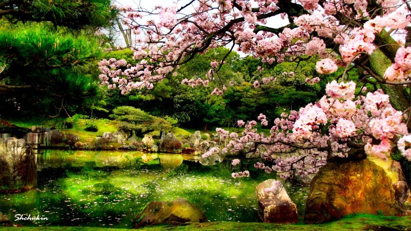 Blossoms in Kyoto