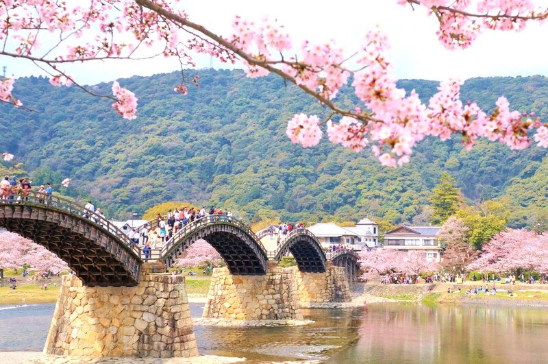 Cherry blossoms over famous arched bridge in Yamaguchi