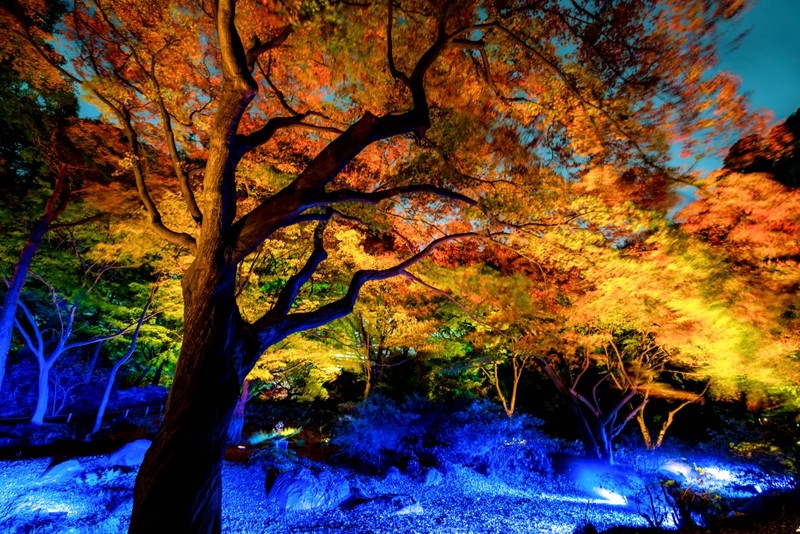 Korakuen in fall at night and illuminated 