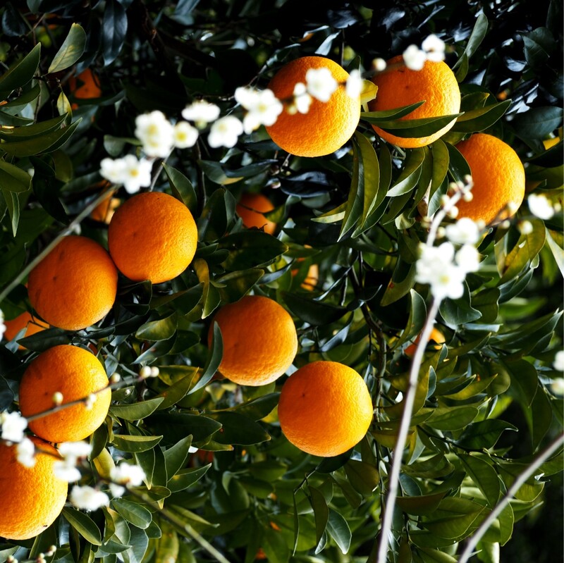 Japanese Mikan oranges 