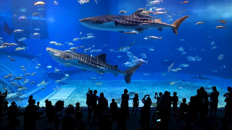 Okinawa Aquarium