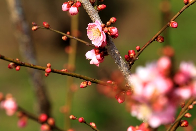 Plum Blossom Festival Ibaraki