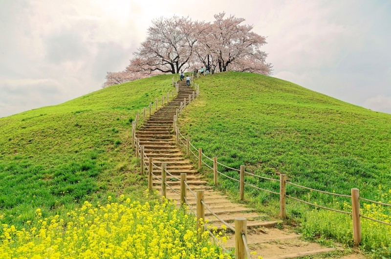 Cherry Tree and hiking path in Saitama