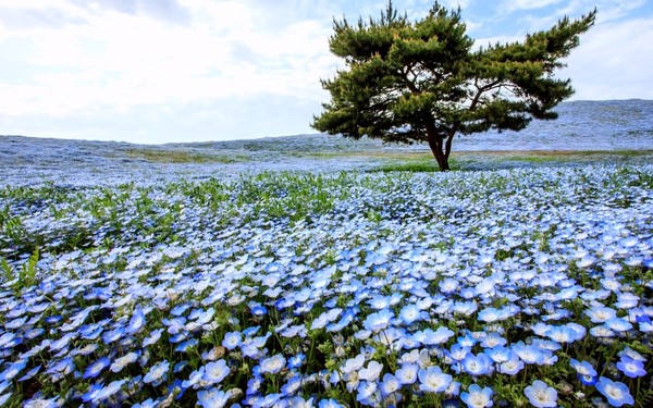 Hitachi Seaside Park Ibaraki Prefecture blue flowers